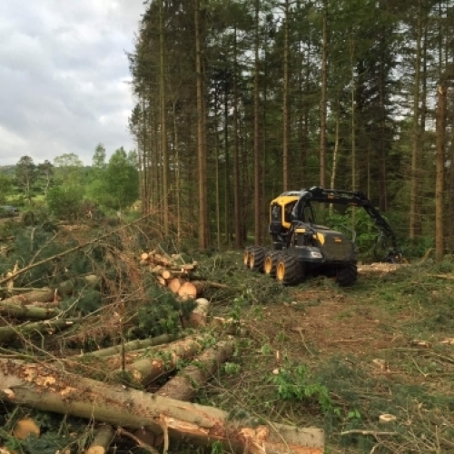 Skovmaskine arbejder med maskinskovning, træfældning og rydning i nåleskov.